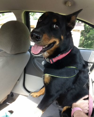 A black German Shepherd with one ear raised and smiling at the camera