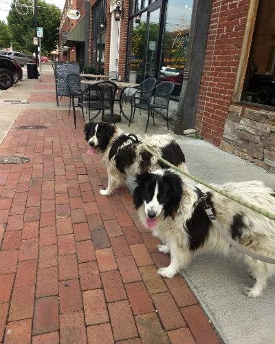 Two shepherd dogs who look like twins (note: they are brother and sister