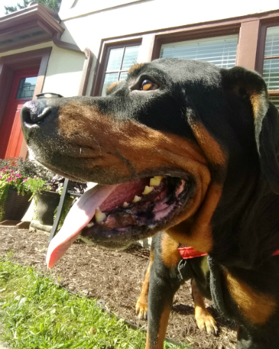 A big, beautiful, black and brown Rottweiler smiling next to a house